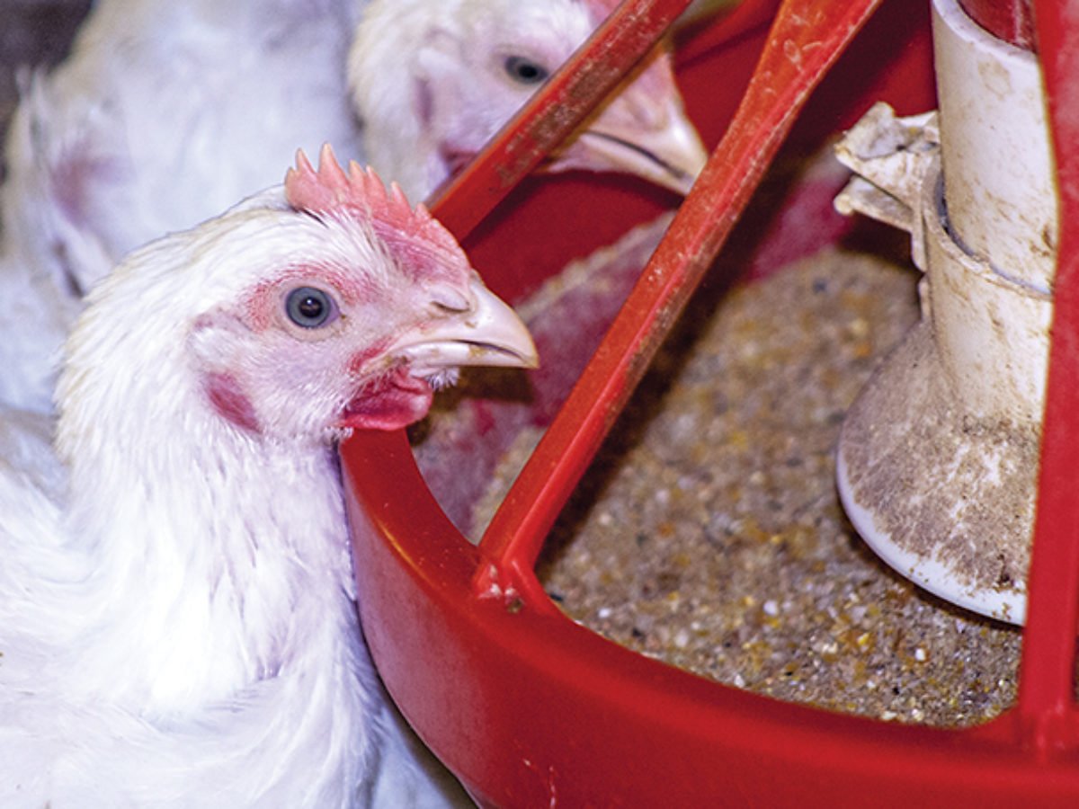 เบทาอีนทำหน้าที่อย่างไรในอาหารไก่เนื้อ（สุขภาพดี）