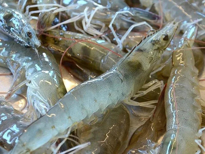 ประสิทธิภาพการดึงดูดของไตรเมทิลไกลซีนในผลิตภัณฑ์สัตว์น้ำ