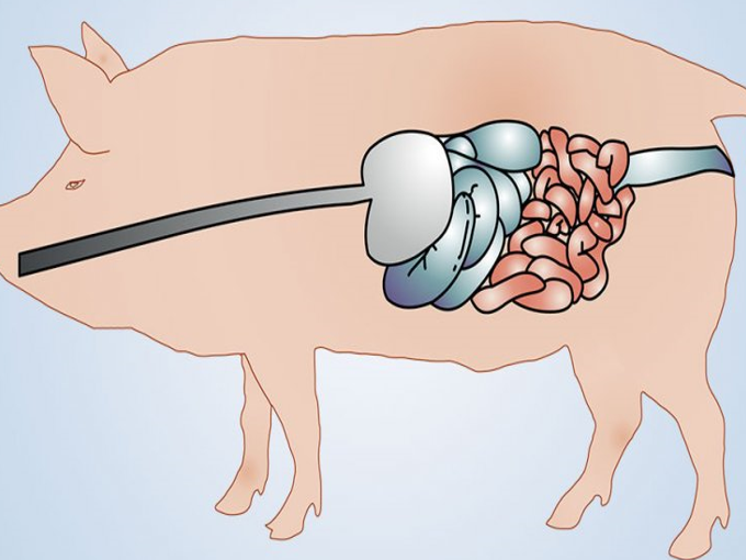 เบทาอีนมีประโยชน์ต่อลำไส้หมูอย่างไร