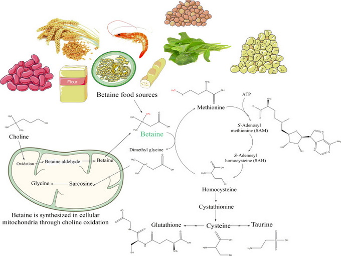 กลไกการออกฤทธิ์ของเบทาอีน(Healthy)