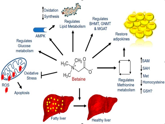 ลักษณะการทำงานของ Trimethylglycine (Healthy)