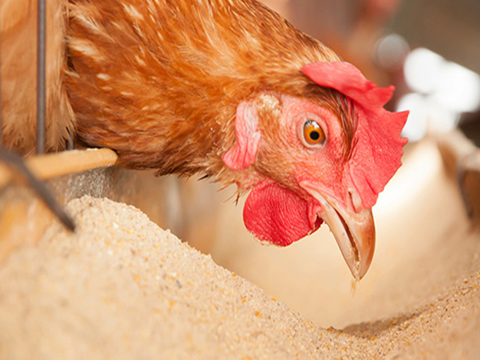 กลไกการออกฤทธิ์ของเบทาอีนต่อโรคบิดในไก่