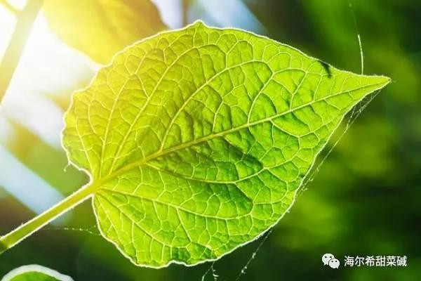 ความสัมพันธ์ระหว่างเบทาอีน โคลีน และเมไทโอนีน
